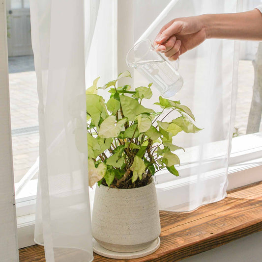 HARIO H-32 ライフスタイル・ラボ 取っ手付きトールビーカー 300ml TBE-300-H32 ハリオ